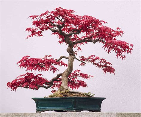 japanese maple trees dwarf bonsai
